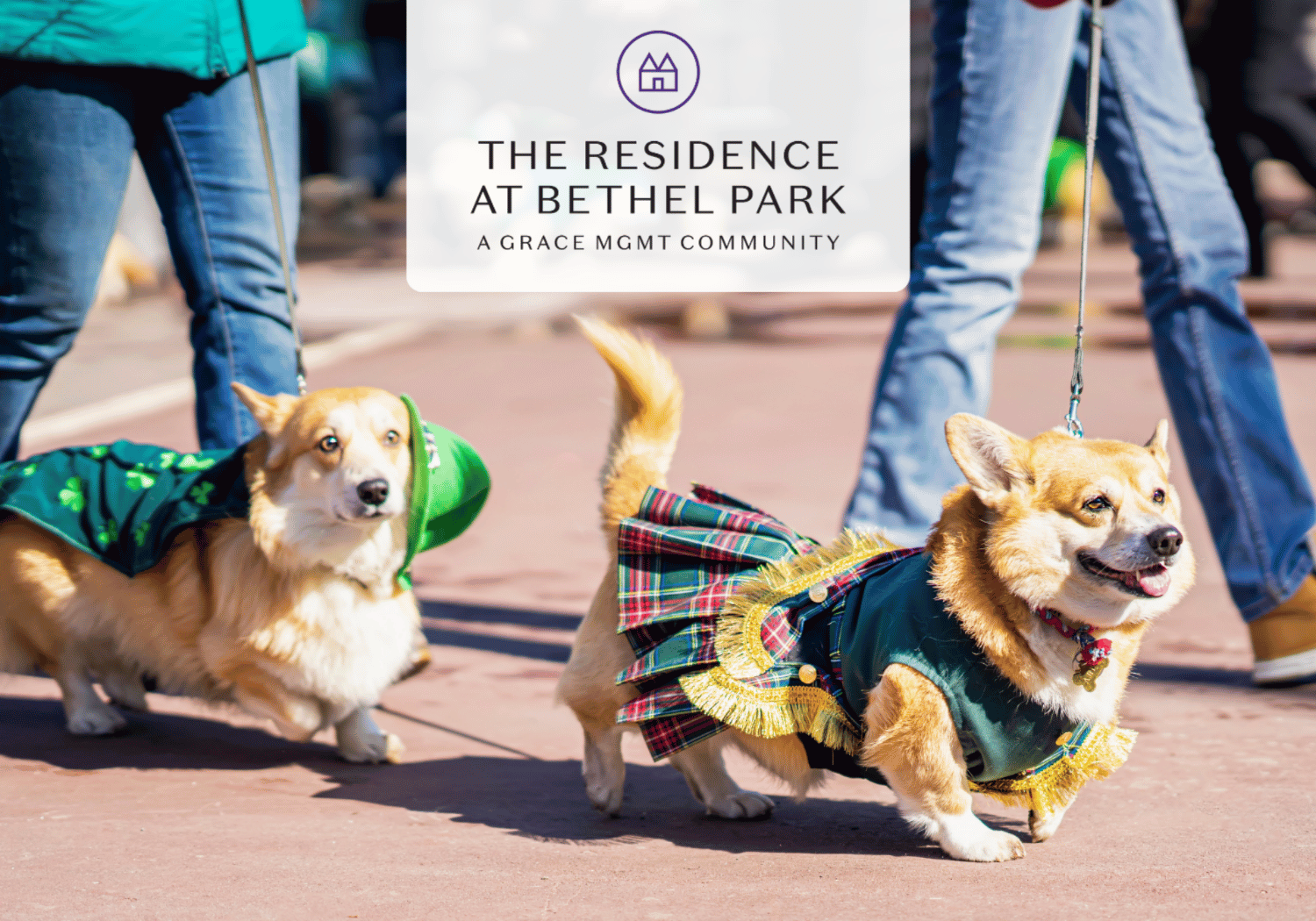 Two corgi dogs in festive outfits being walked on a sidewalk, with a blurred sign overlay reading 'The Residence at Bethel Park'