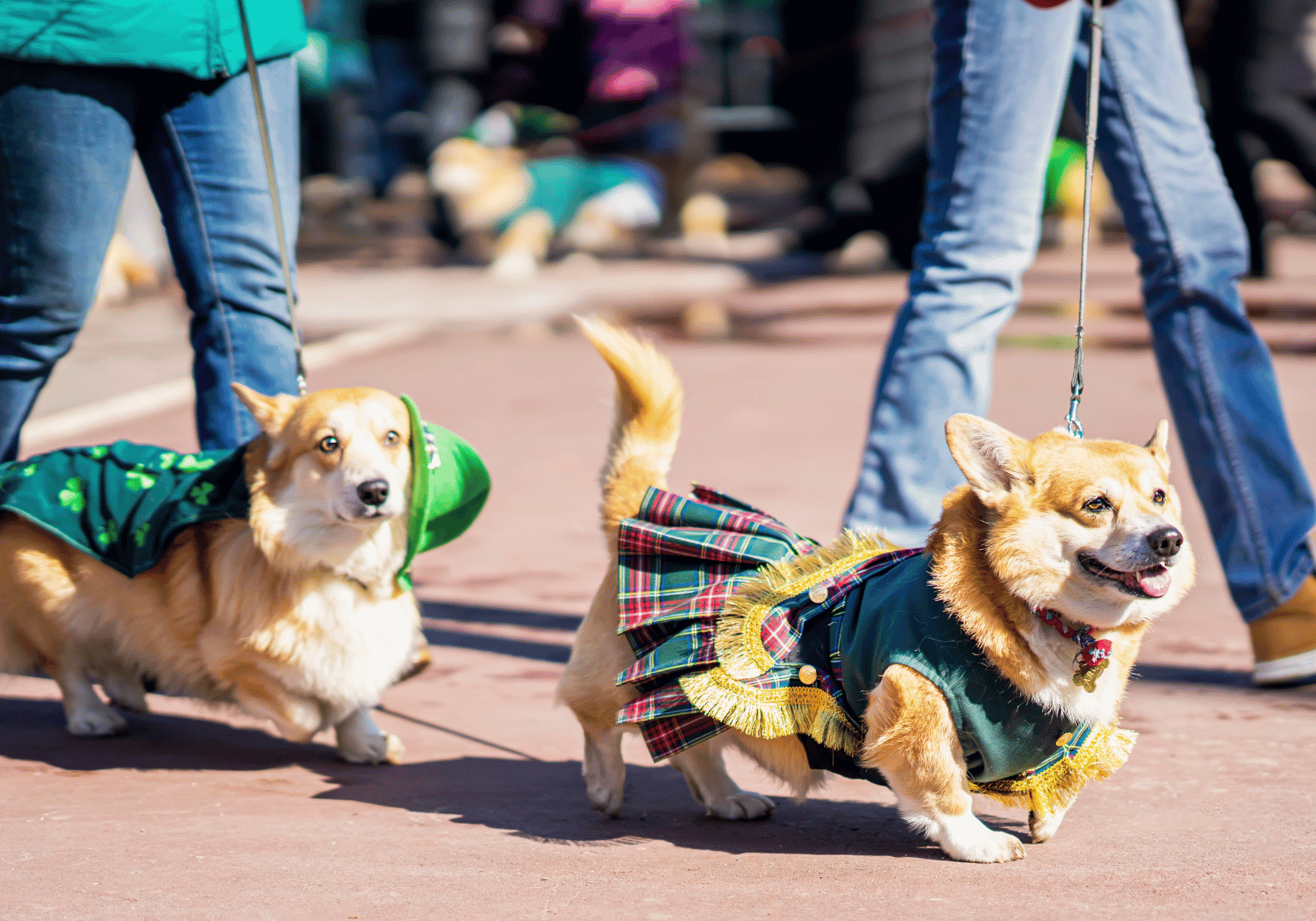 Two corgi dogs on leashes wearing festive outfits, walking on a sunny sidewalk.